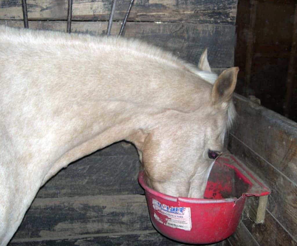 Feed Delivery Methods' Effects on Glucose