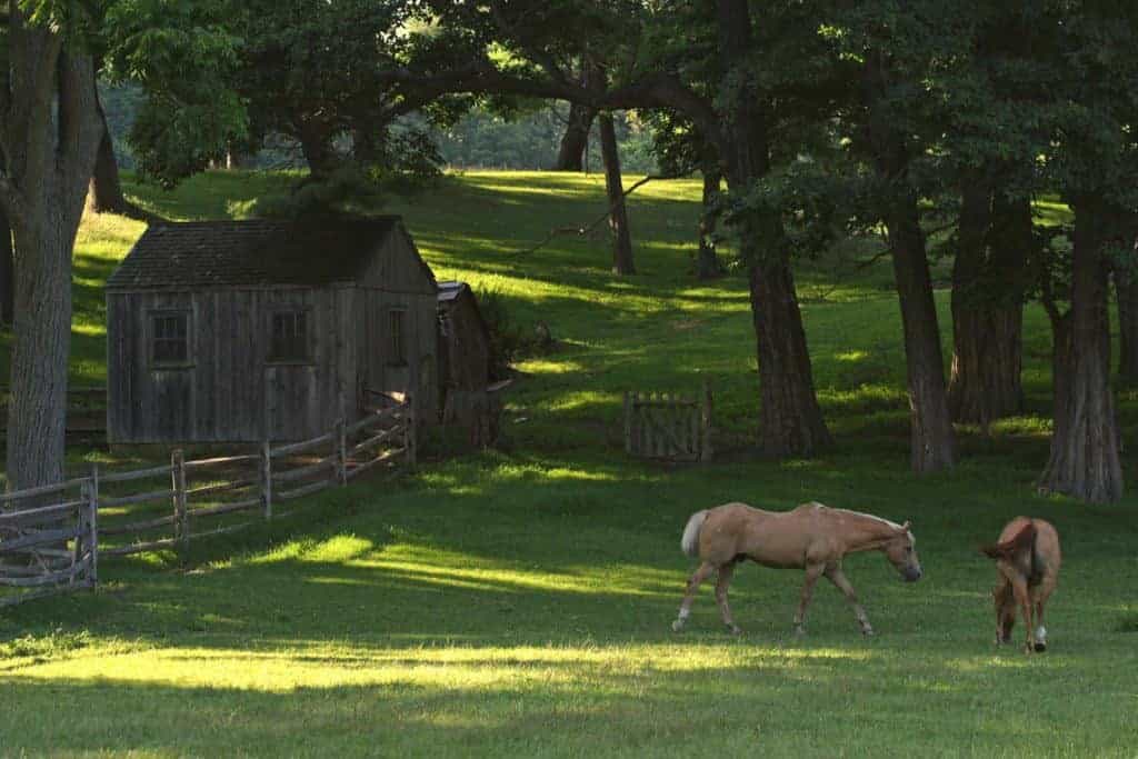 Poll Recap: Readers Share Tips on Keeping Horses Cool