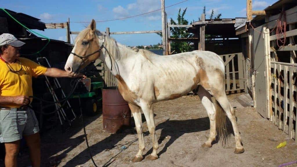 Florida Authorities Seek Public Help in Equine Cruelty Case