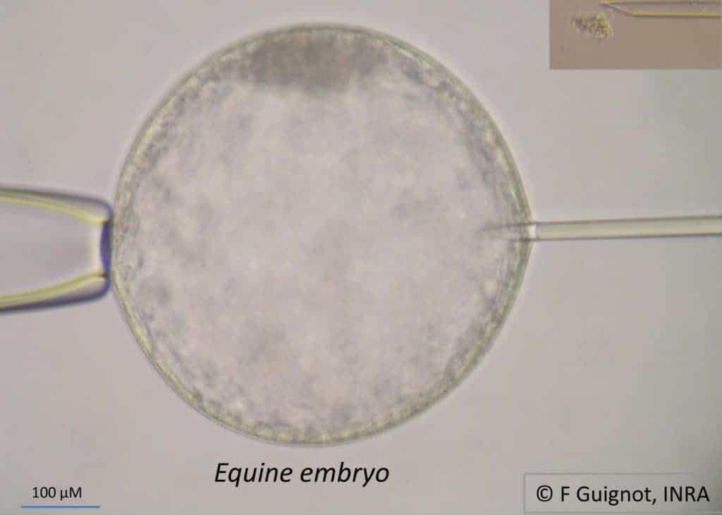 Technique for Sexing Equine Embryos Evaluated