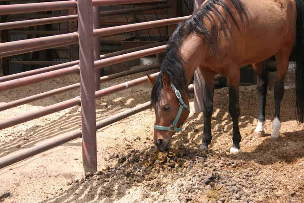 Unusual Eating Behaviors in Horses Explained