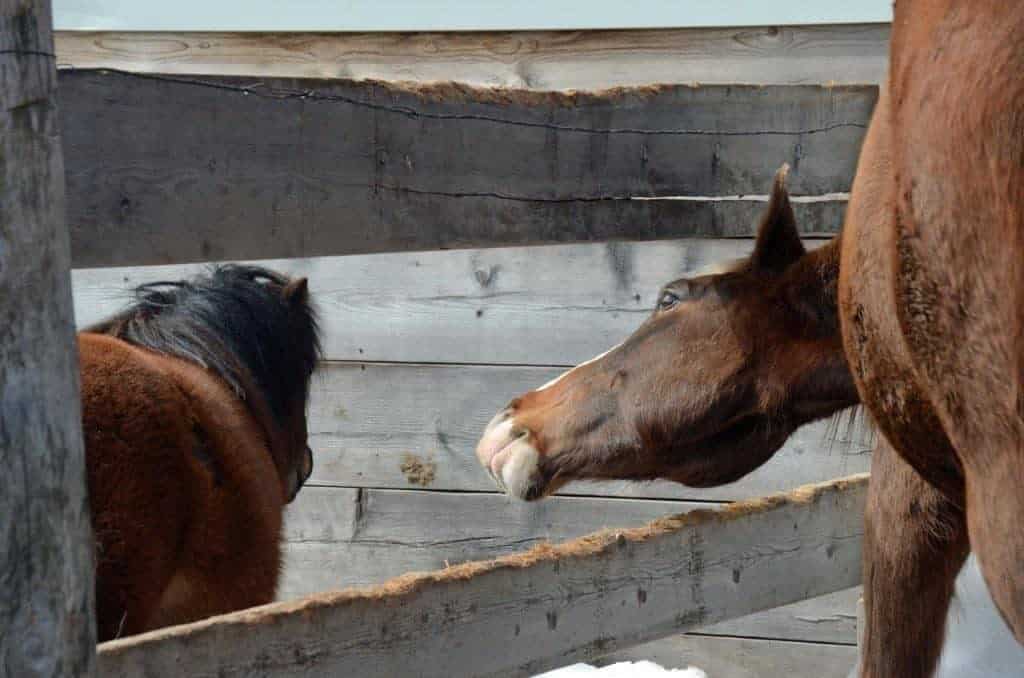 Equine Guelph to Offer Advanced Equine Behavior Course