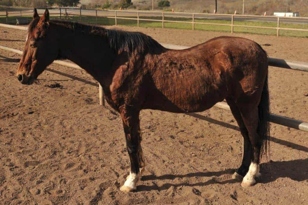 Common Senior Horse Behavior Problems