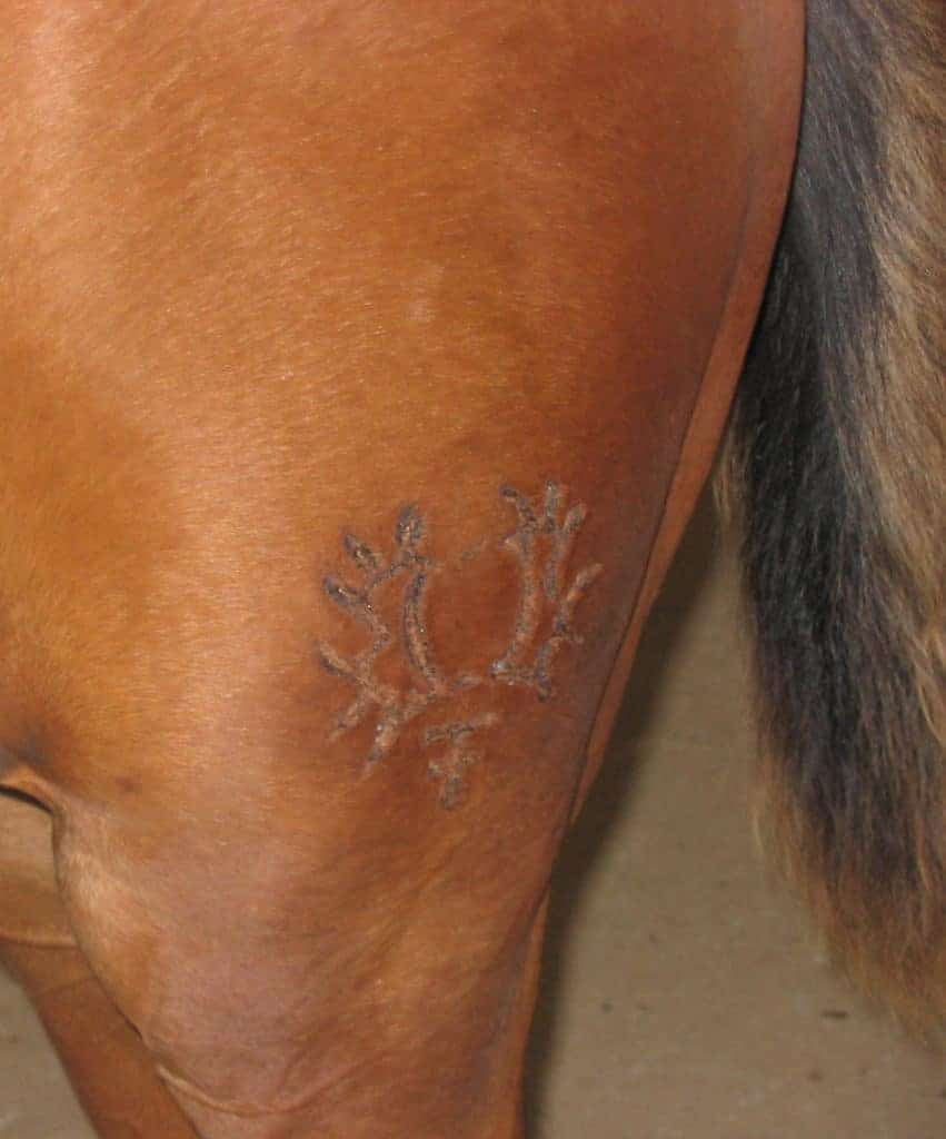 Hot Branding to be Performed Under Anesthesia in Germany