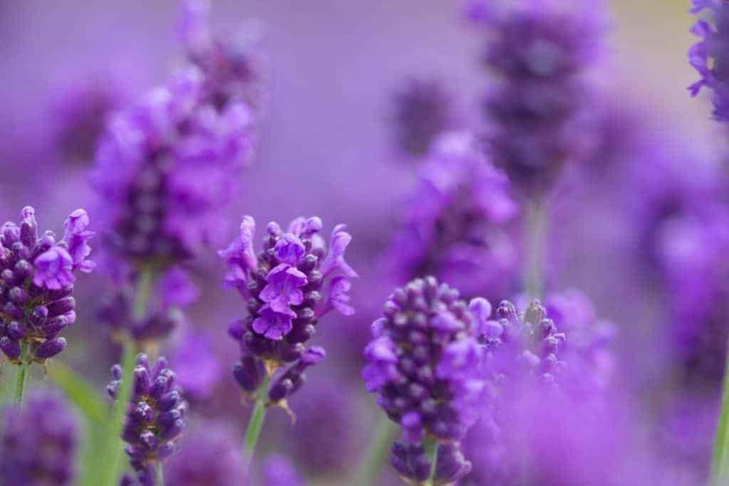 Could Aromatherapy Help Calm Stressed Horses?