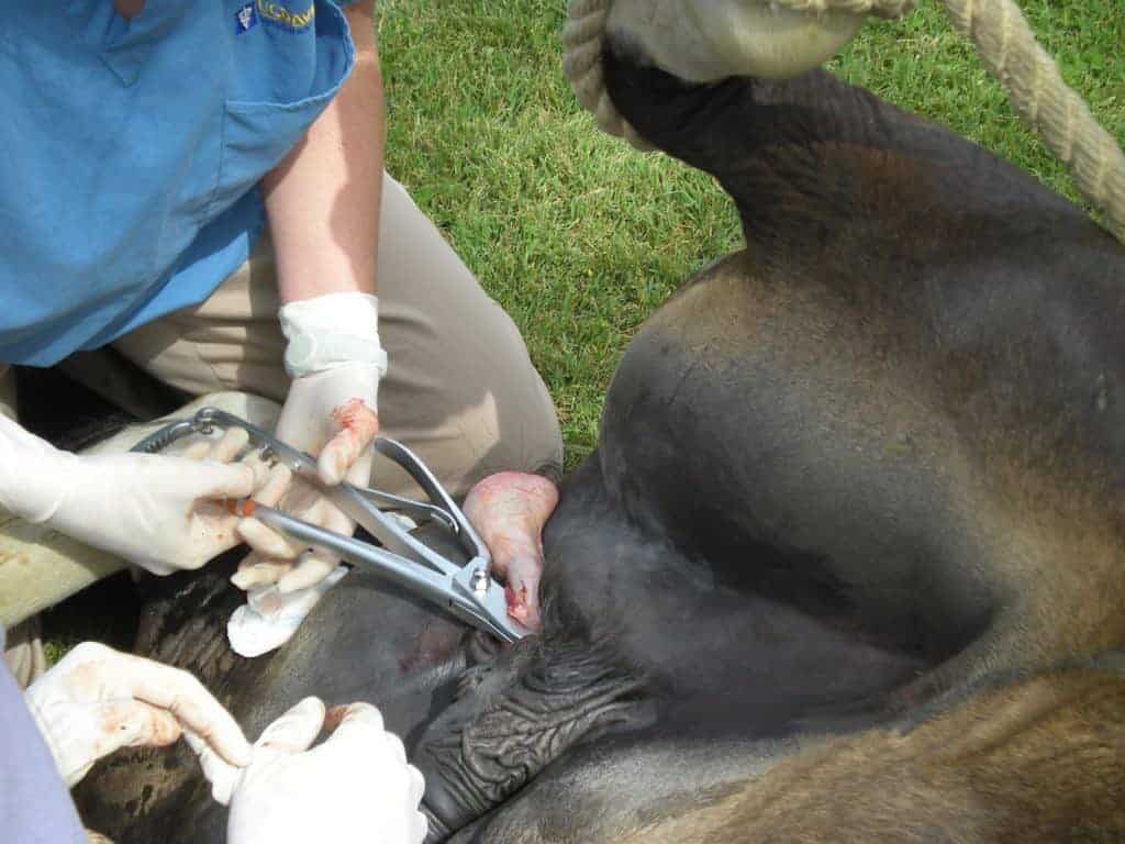Equine Castration Complications Reviewed