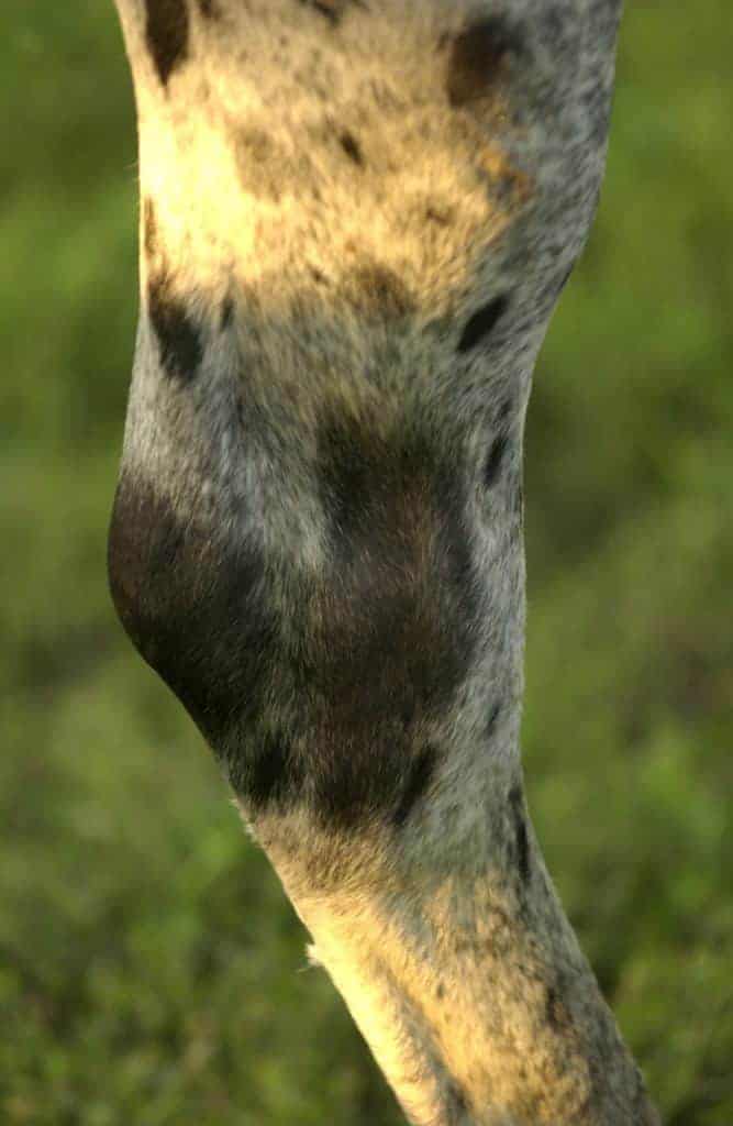 Hind-Limb Collateral Ligament Injuries Examined