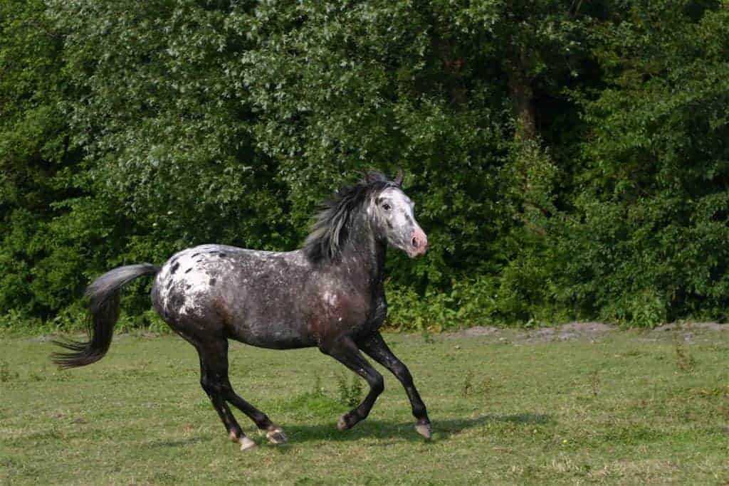 Selenium Status' Impact on Equine Antioxidant Factors