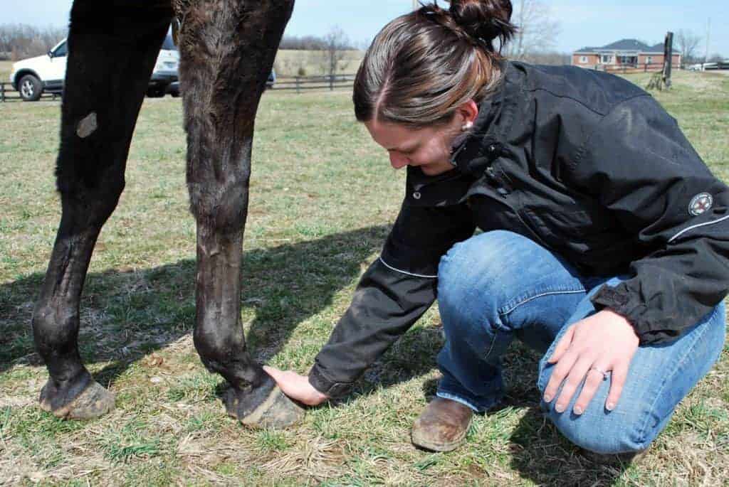 Know Your Horse in Health