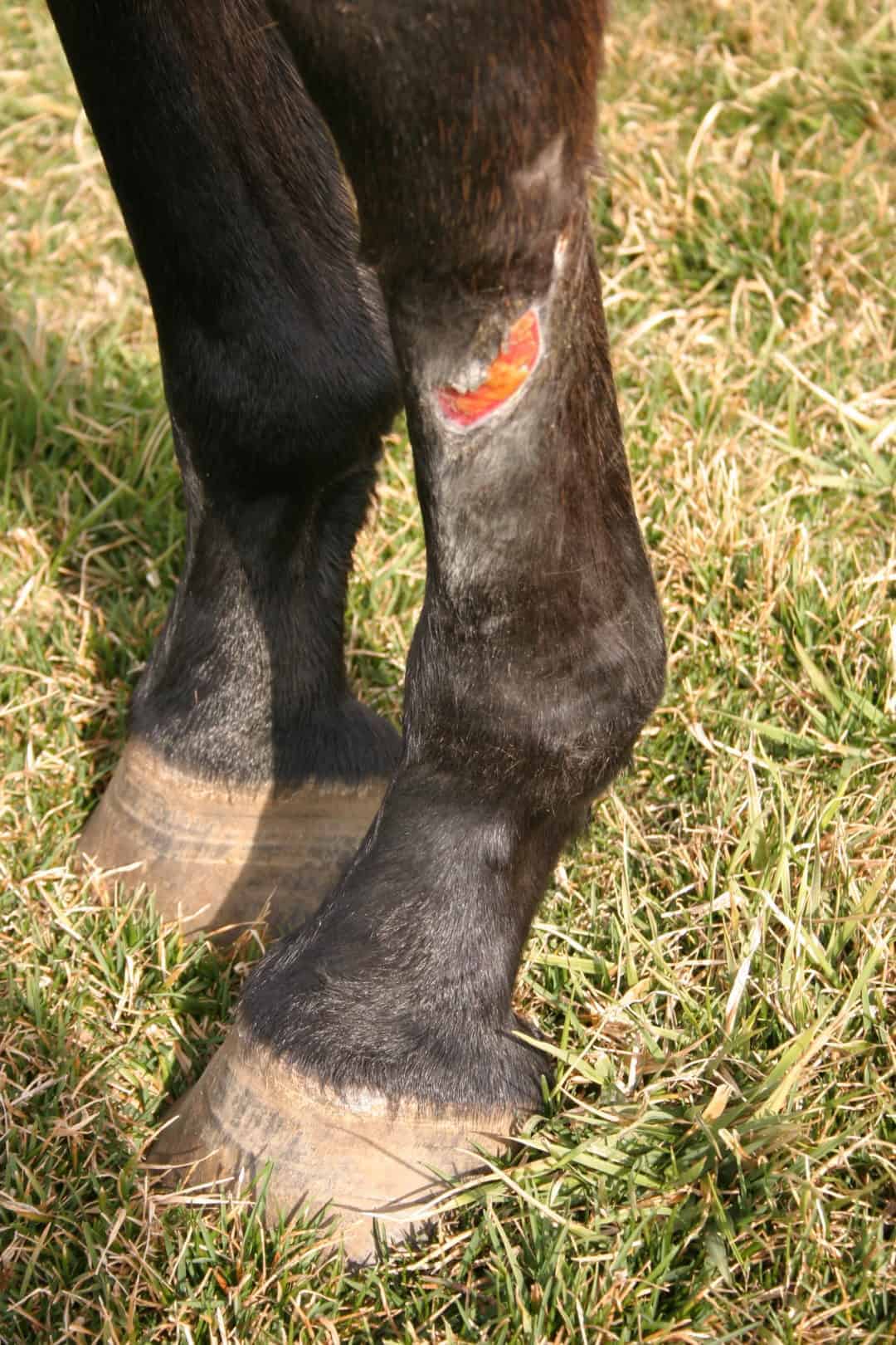 Amorphous Silicate Dressing Reduces Proud Flesh in Lower Limb Wounds in