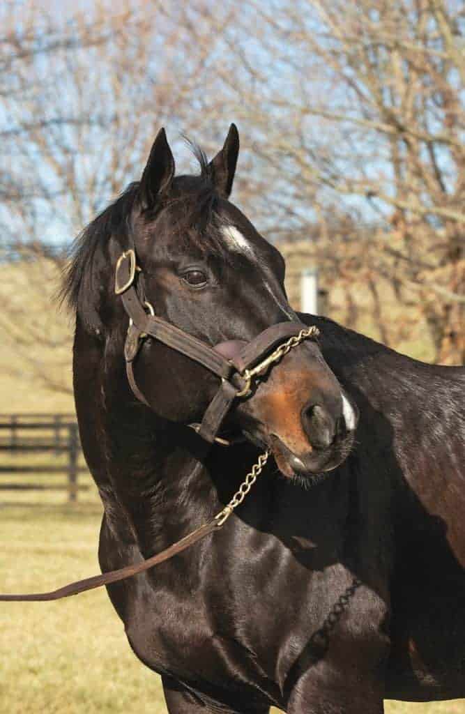 Famed Thoroughbred Stallion Storm Cat Dies at Age 30