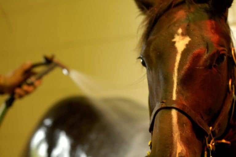 Young horse getting hosed off