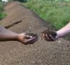 composting horse manure; Methods for Controlling Equine Parasites in the Environment