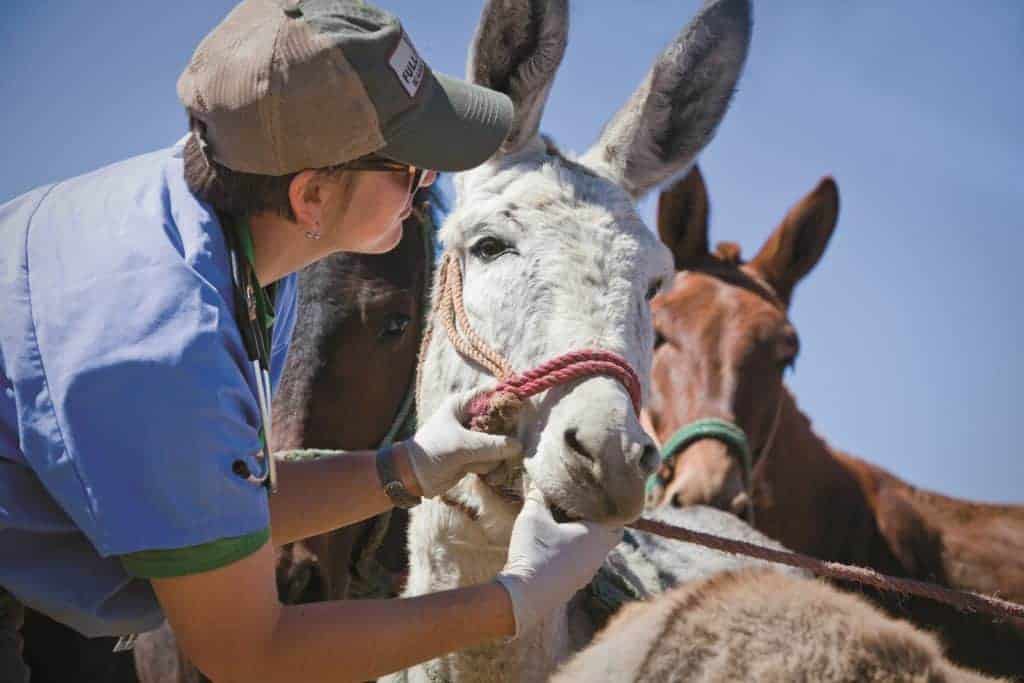 Equitarianism Takes Off