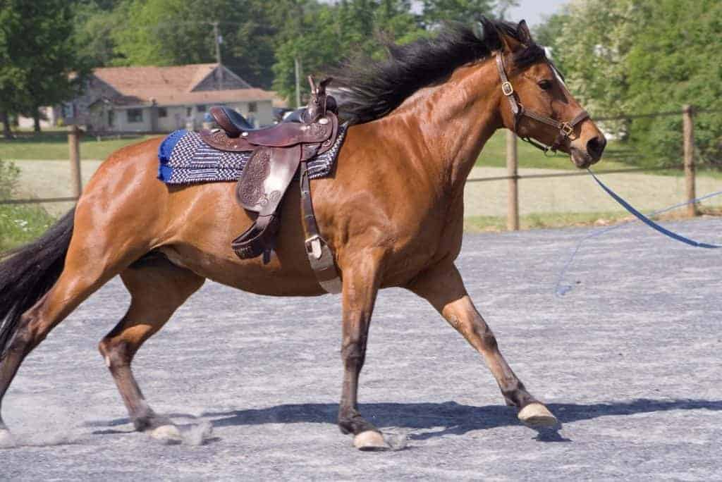 A Rider's Effects on Longed Horse Behavior