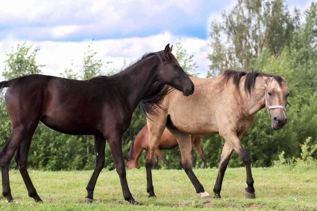 'Limited Resource Test' to Measure Equine Social Hierarchies