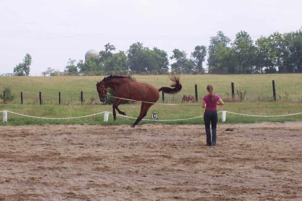 horse bucking on longe line