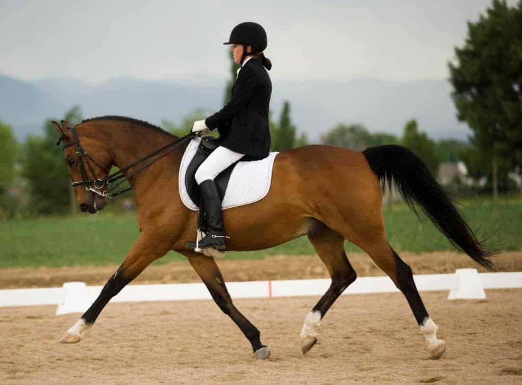 Study: Suspensory Injuries Could be Linked to Excessive Extended Trot