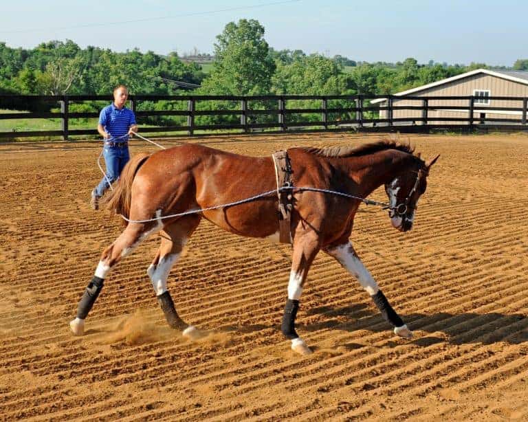 neck pain in horses; conditioning young horses