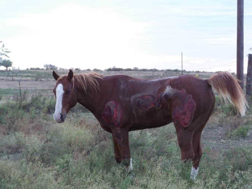 Texas Man Sought in Horse Dragging Case