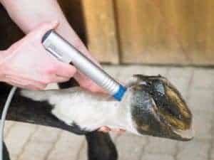 Shock Wave Therapy Table Topic (AAEP 2012)