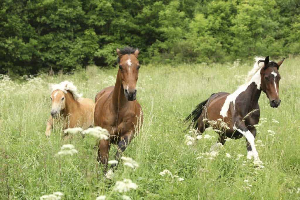 Is There a Genetic Basis for Horses' Personalities?