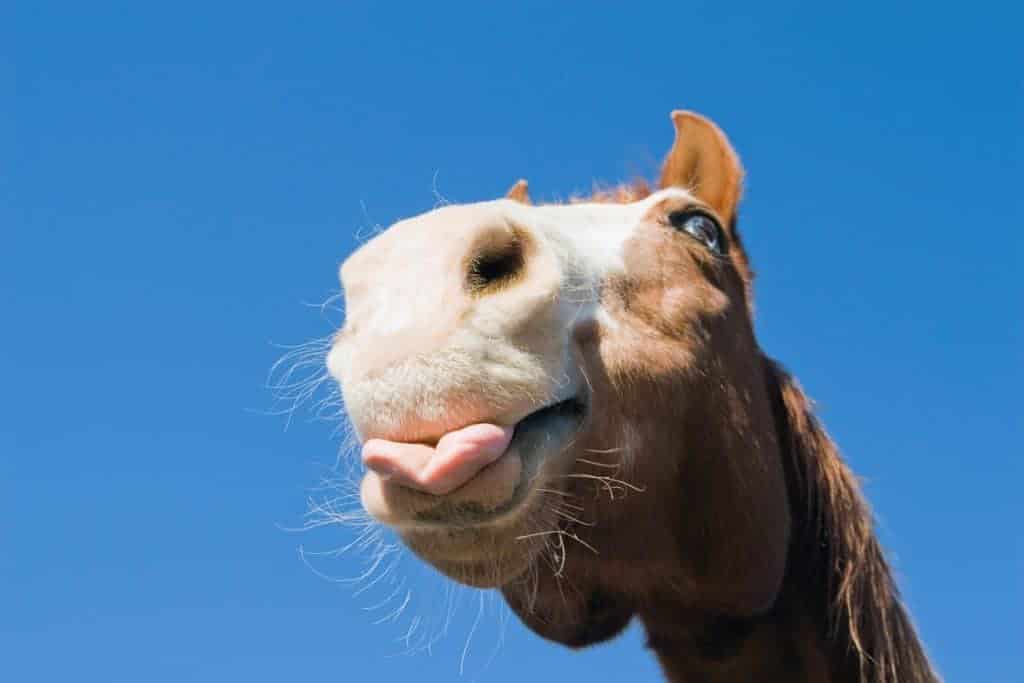 Study: Horses' Facial Expressions Reflect Taste Preferences