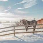 Tips for Preparing Your Horse Barn for Winter
