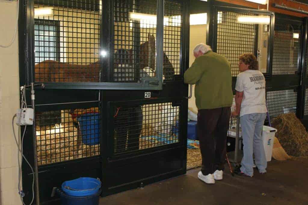 Visiting Horse in Hospital