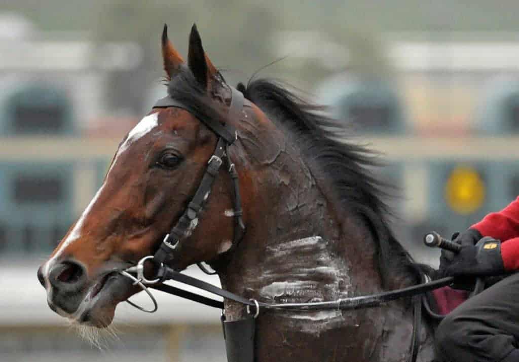 Irish Star St Nicholas Abbey Dies From Colic