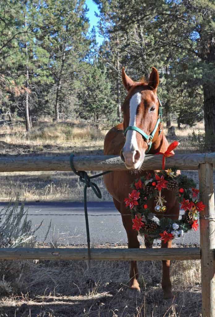 Poll Recap: Horsey Holiday Gifts