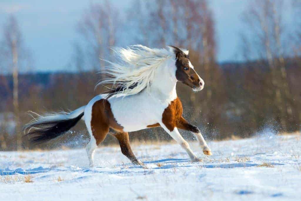 Dec. 13 is the National Day of the Horse