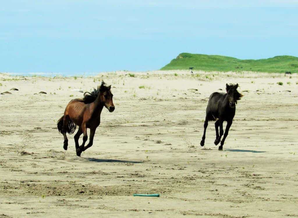 Sable Island Horses Buck Bacteria Trend