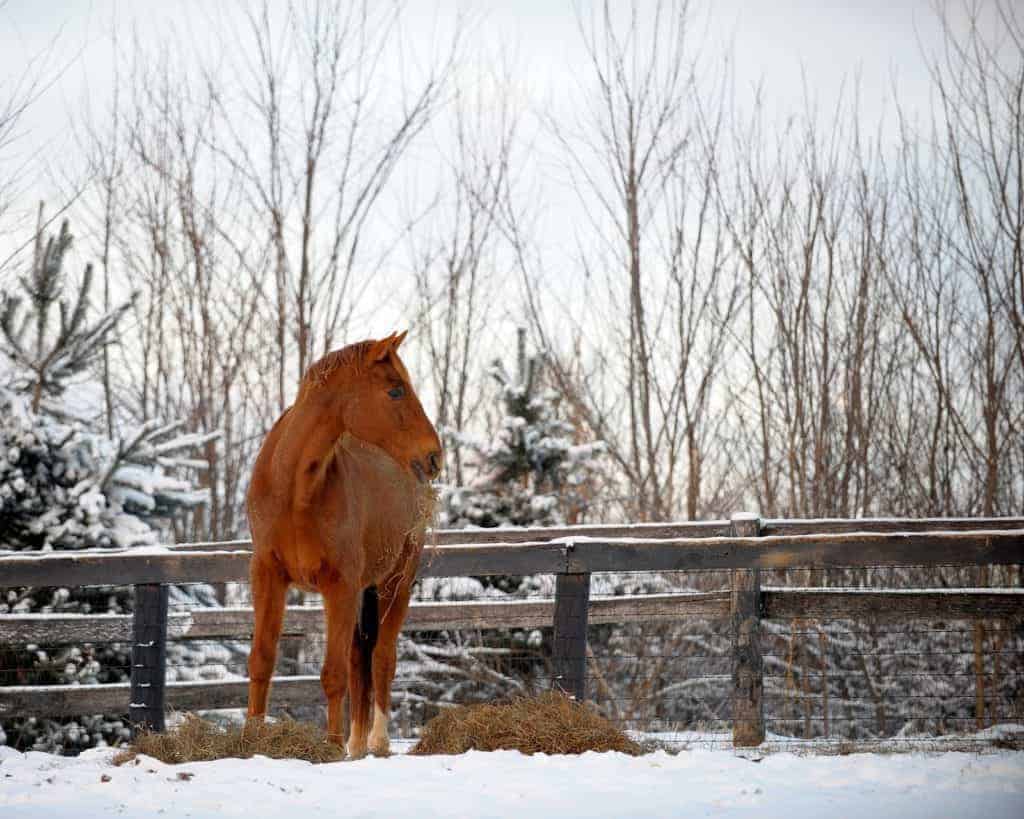 Horse with hay in snow