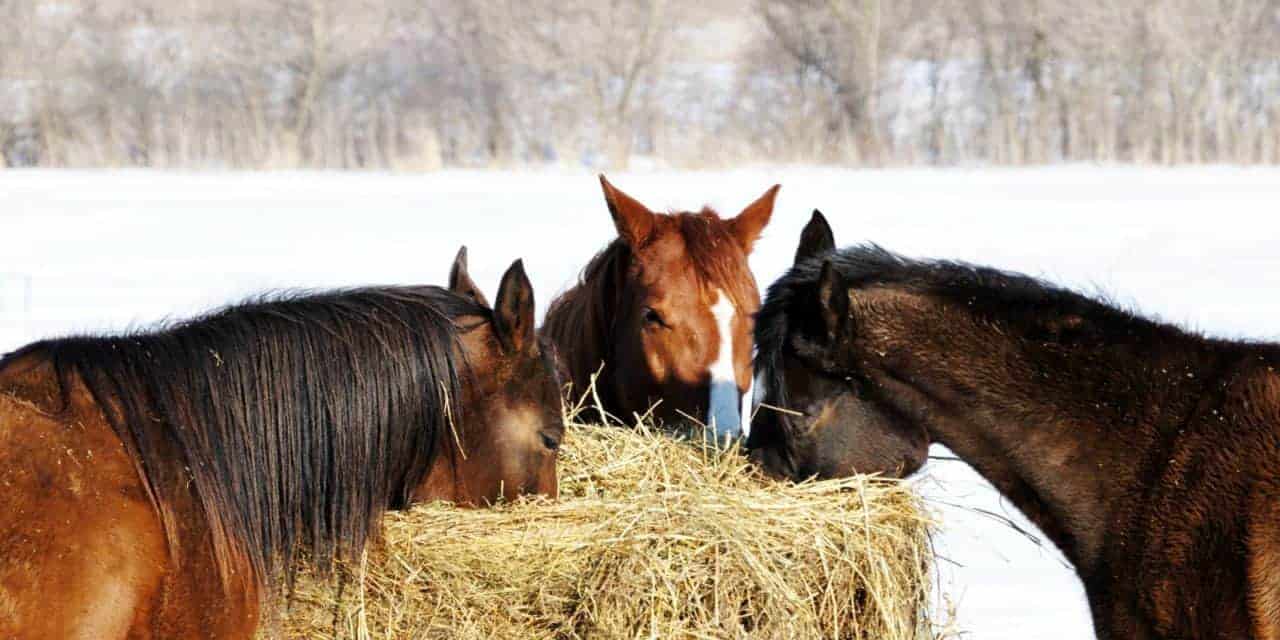 Understanding Round and Square Bale Hay for Horses
