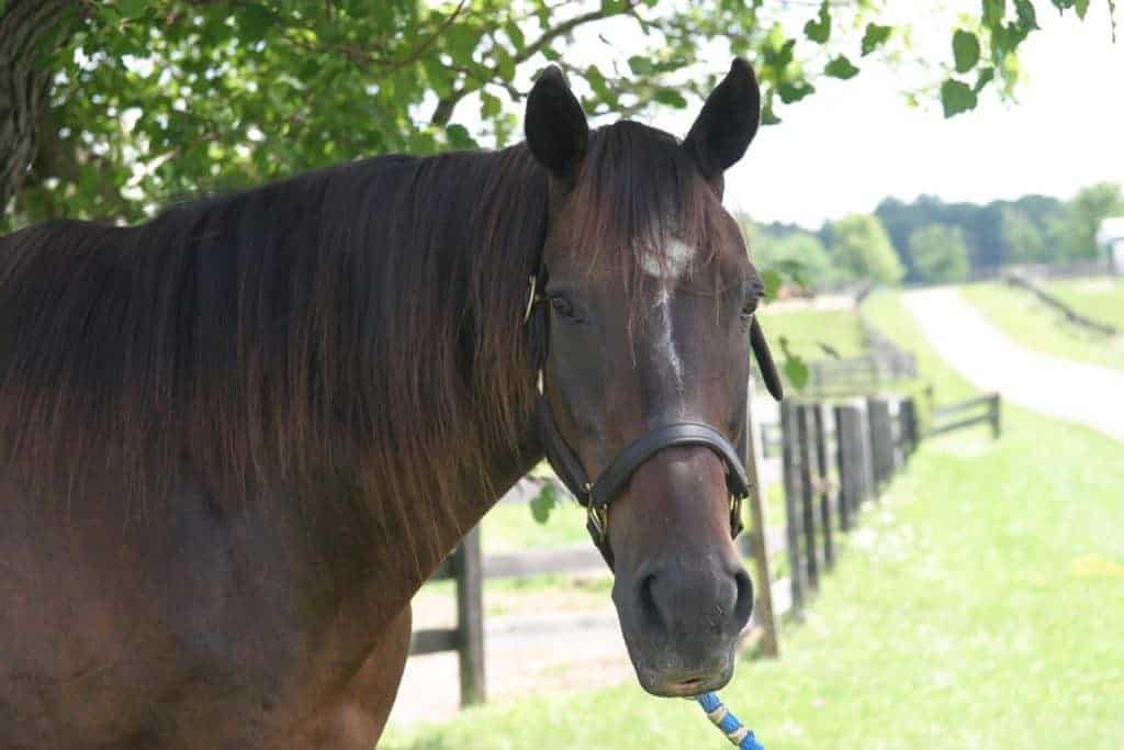 Sir Prize Birthday Euthanized at 35