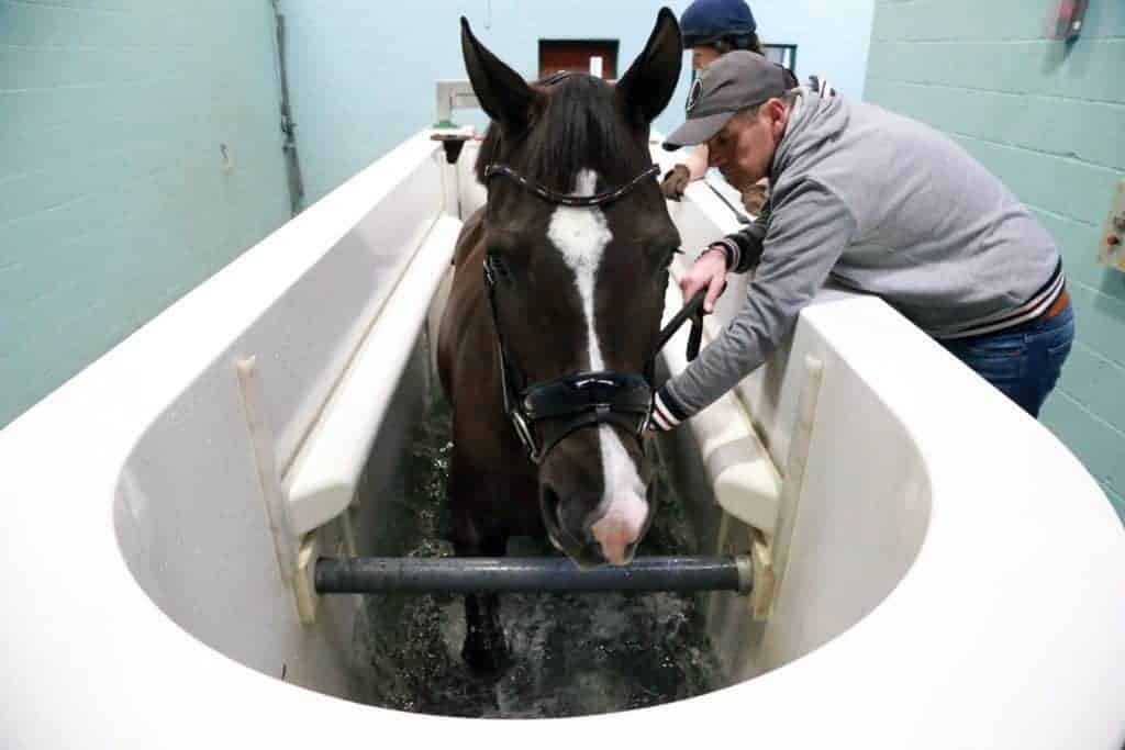 Walking in Water: A Key Ingredient in Valegro's Winning Mix?