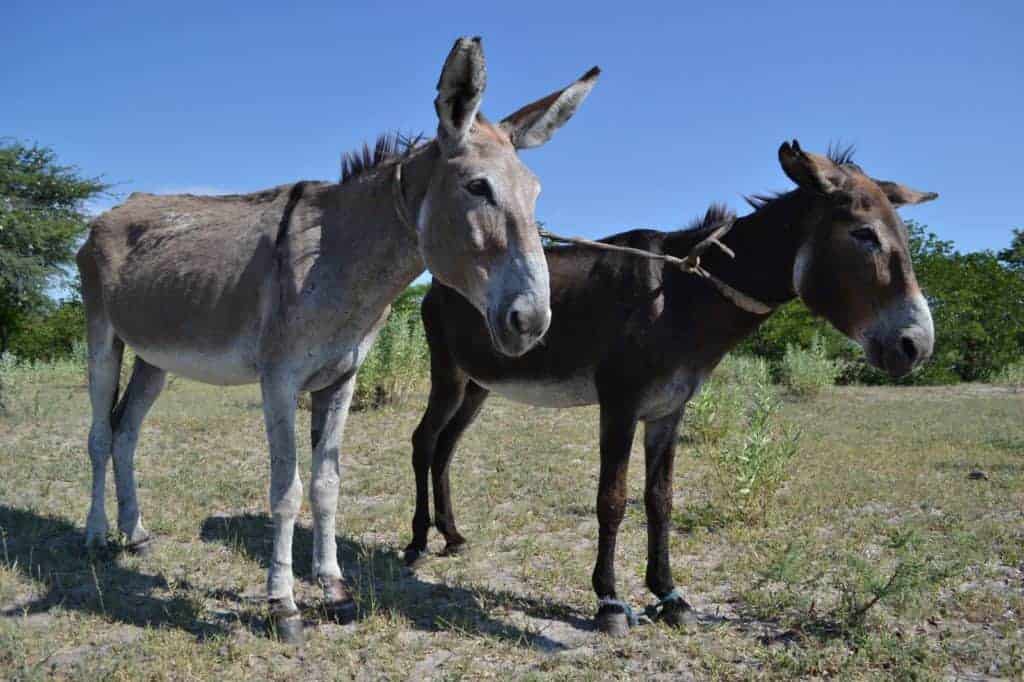 SPANA Launches Veterinary Services in Botswana