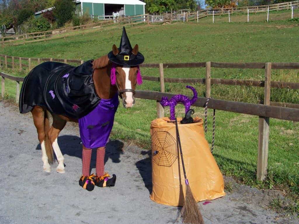 Poll Recap: Horsey Halloween Traditions