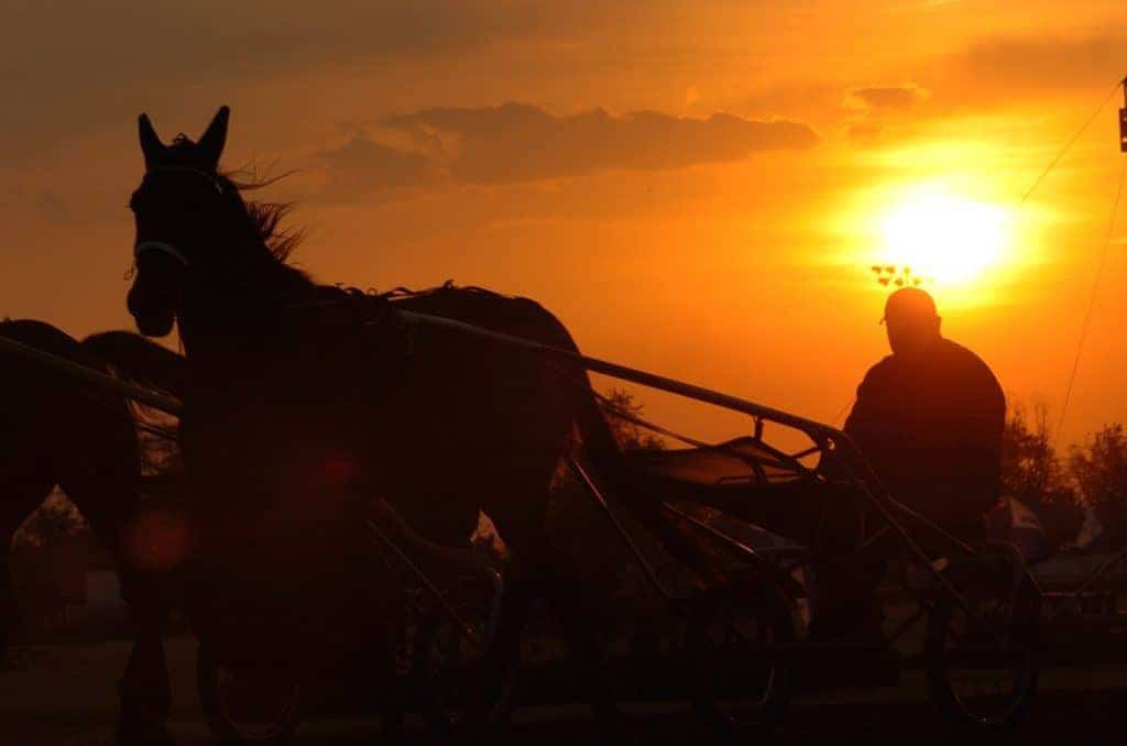 Standardbred at sunrise; Lou Pena