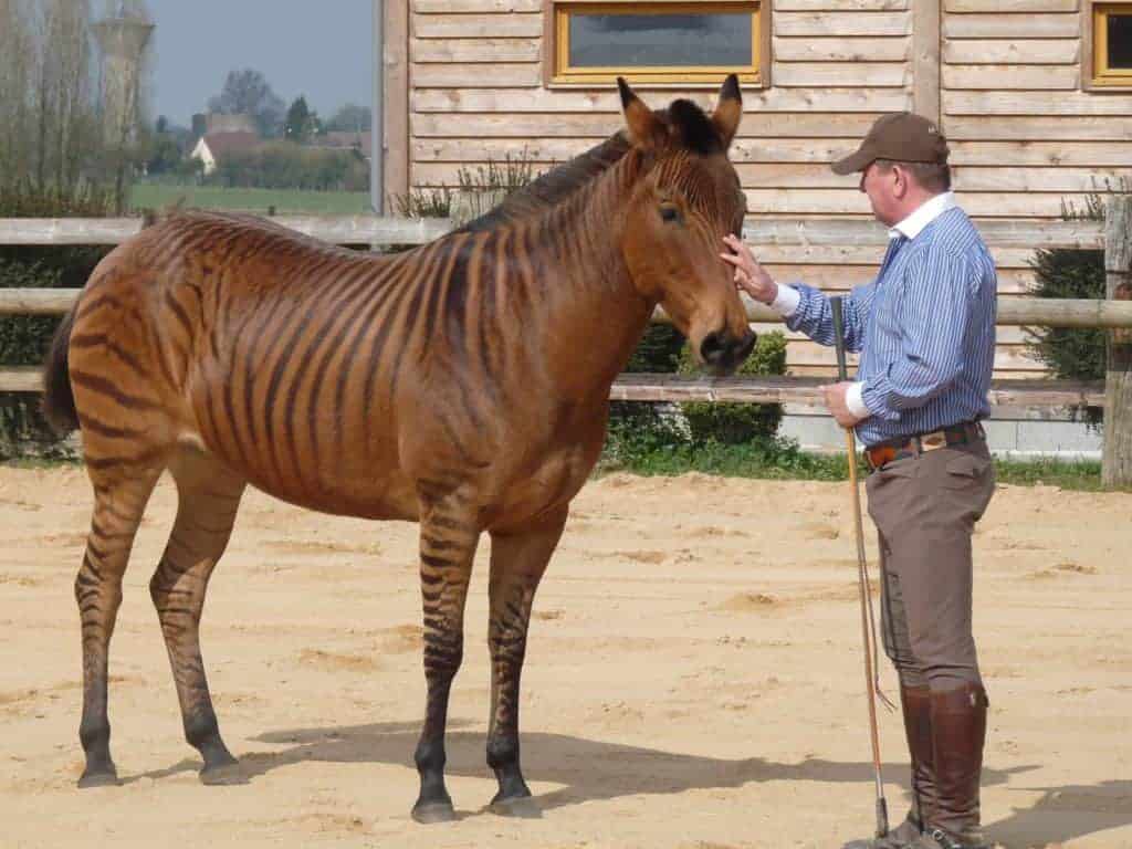 Training a Zorse: A Learning Theory Exercise
