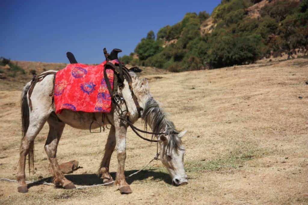 How Prevalent are Lice in African Horses?