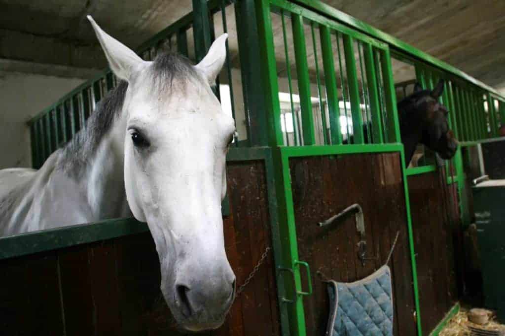 Lethargic horse in stall