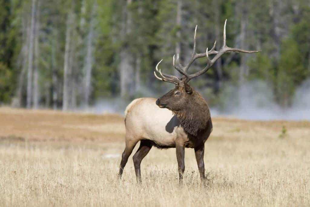 Elk Blamed for Oregon Horse Death
