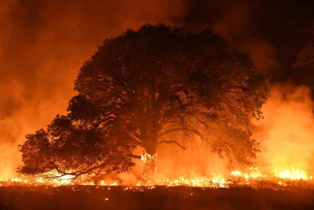 Rescuers Cope With Influx of Horses Displaced by Wildfires