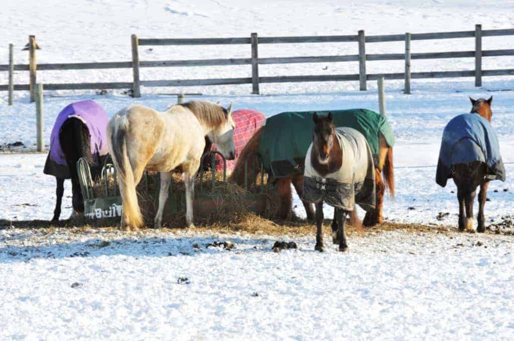 Are You Already Thinking About Blanket Season?