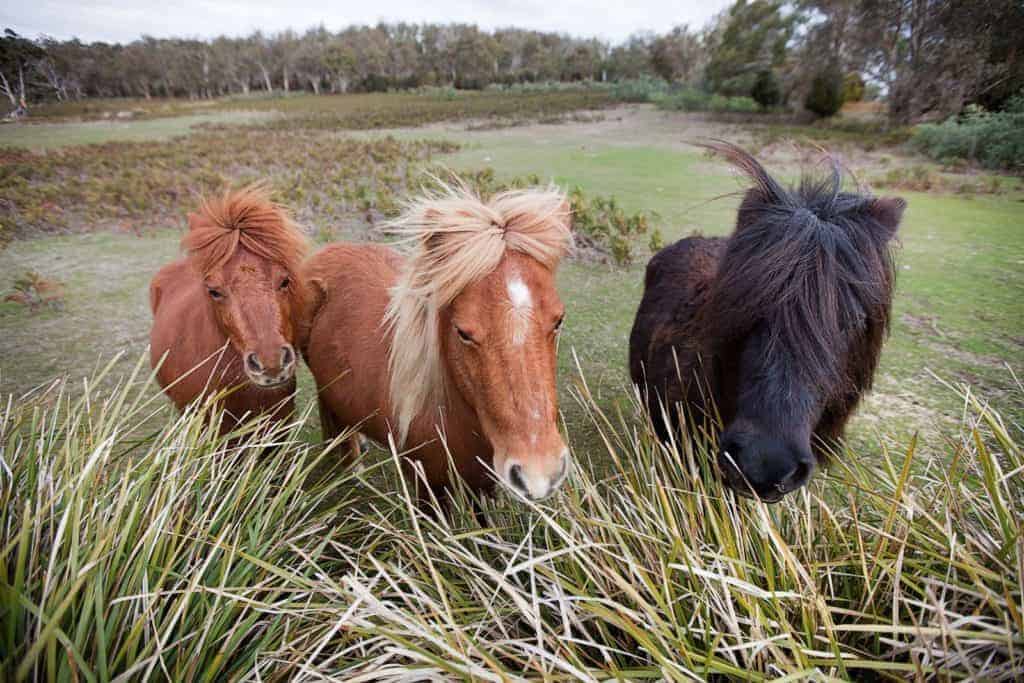 Researchers Identify Wither Height Gene in Shetlands