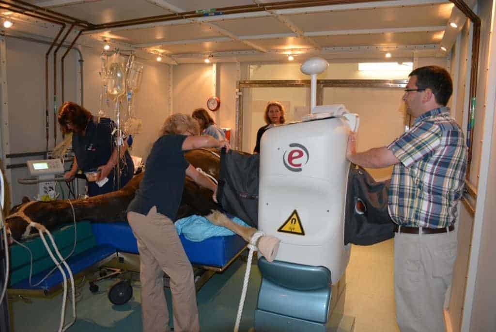 Penn Vet's New Bolton Center Offers New MRI Service
