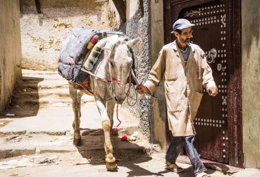 Working Equids: The Impact of Infectious Disease