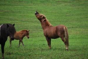 What is a Flehmen Response?